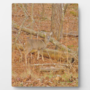 Baby Deer's Erster Winter Fotoplatte