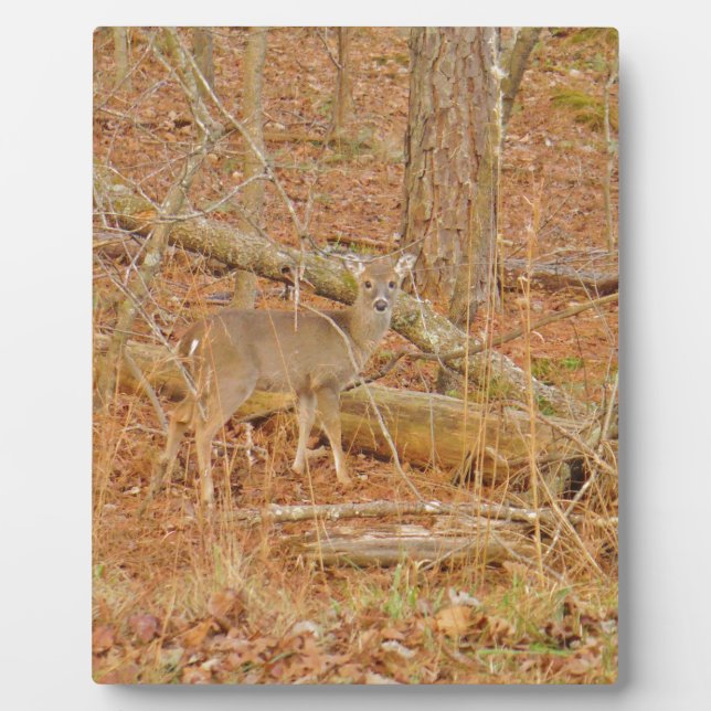Baby Deer's Erster Winter Fotoplatte (Vorderseite)