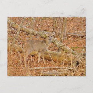 Baby Deer's Erster Winter Postkarte