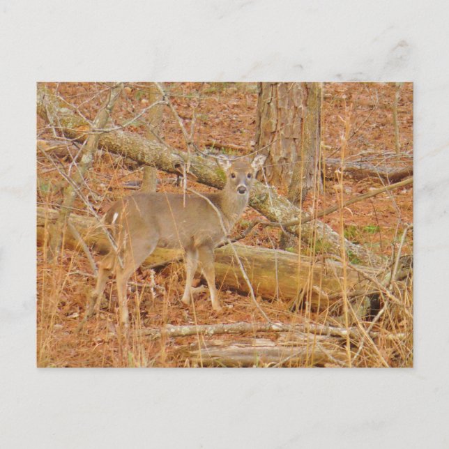 Baby Deer's Erster Winter Postkarte (Vorderseite)