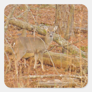 Baby Deer's Erster Winter Quadratischer Aufkleber