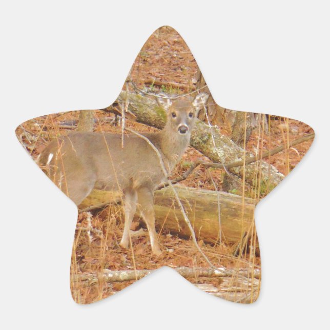Baby Deer's Erster Winter Stern-Aufkleber (Vorderseite)