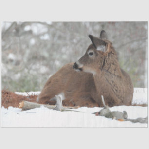 Baby Dei im Wintercoat Seidenpapier