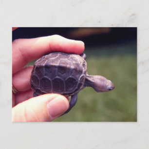 Baby Diamondback Turtle Postkarte