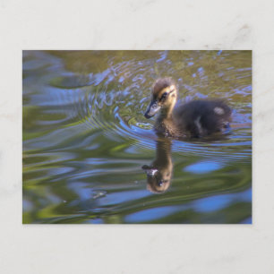 Baby Donald Postkarte