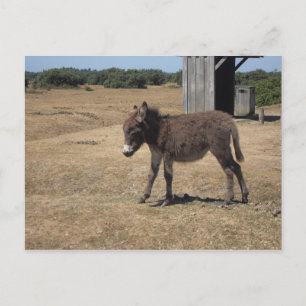 Baby Donkey Foal Postkarte