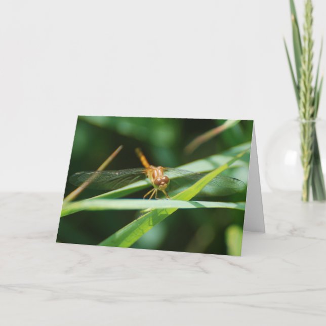 Baby Dragonfly Karte (Vorderseite)
