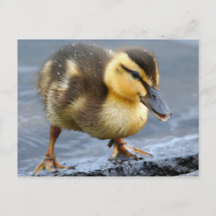 Baby Duck Postcard Postkarte