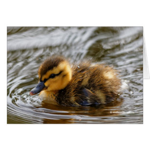 Baby Duckling Paddles im lokalen Teich