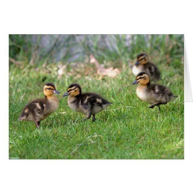Baby Ducks Foto (Vorderseite (Horizontal))