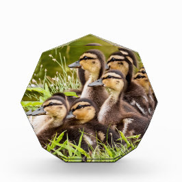 Baby Ducks Fotoblock