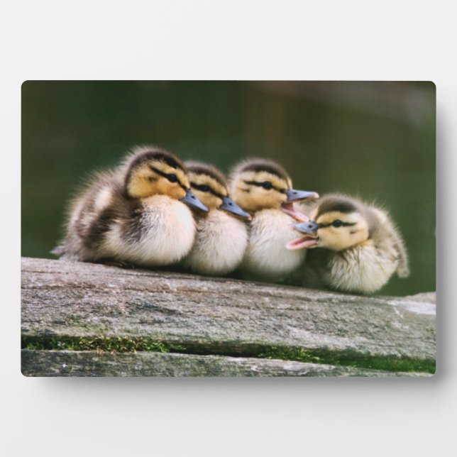 Baby Ducks Fotoplatte (Vorderseite)
