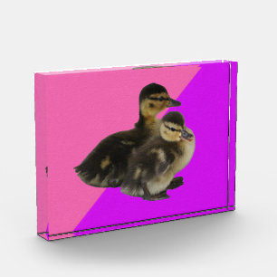 Baby Ducks on Pink Raspberry and Purple Sorbet Fotoblock