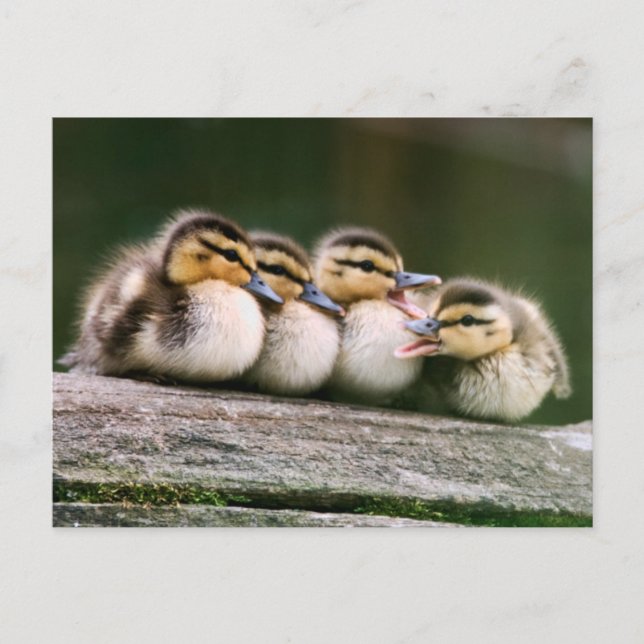 Baby Ducks Postkarte (Vorderseite)