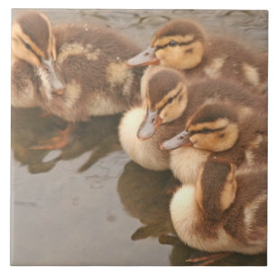 Baby duckt Entlein-Stockenten-Vogel-Tier-Fliese Fliese