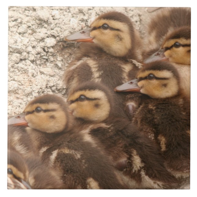 Baby duckt Entlein-Stockenten-Vogel-Tier-Fliese Fliese (Vorderseite)