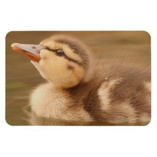 Baby duckt Entlein-Vogel-Tier-Tier-Stockente Magnet