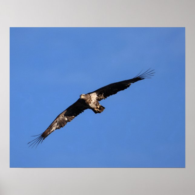 Baby Eagle of South Jersey! Poster (Vorne)