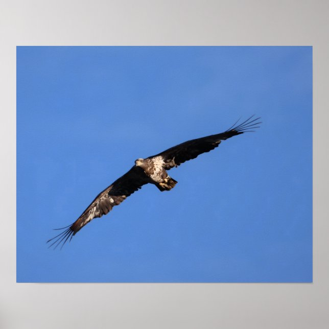 Baby eagle! poster (Vorne)