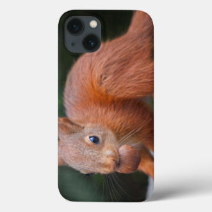 Baby-Eichhörnchen mit Nuss iPad-Hülle iPhone 13 Hülle