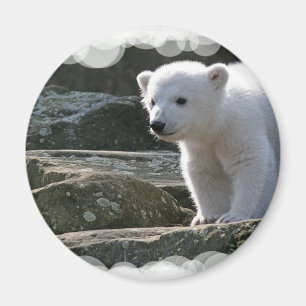 Baby-Eisbär-Magnet Magnet