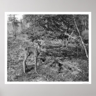 Baby Elche in Alaska 1915 Poster