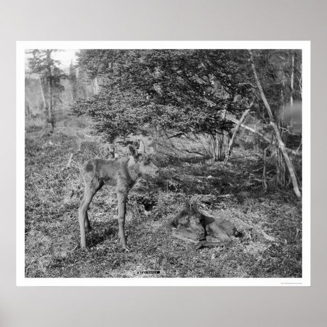 Baby Elche in Alaska 1915 Poster (Vorne)