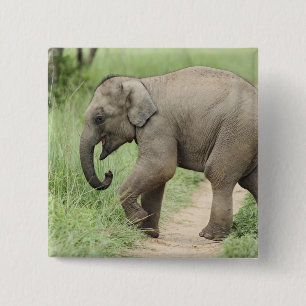 Baby-Elefant folgt der Mutter,Corbett Button