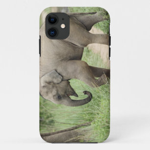 Baby-Elefant folgt der Mutter,Corbett Case-Mate iPhone Hülle