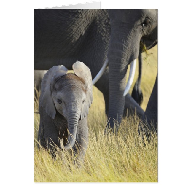 Baby Elephant (Vorne)