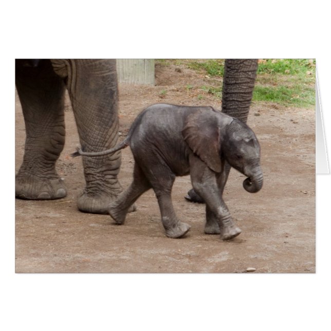 Baby Elephant (Vorderseite (Horizontal))