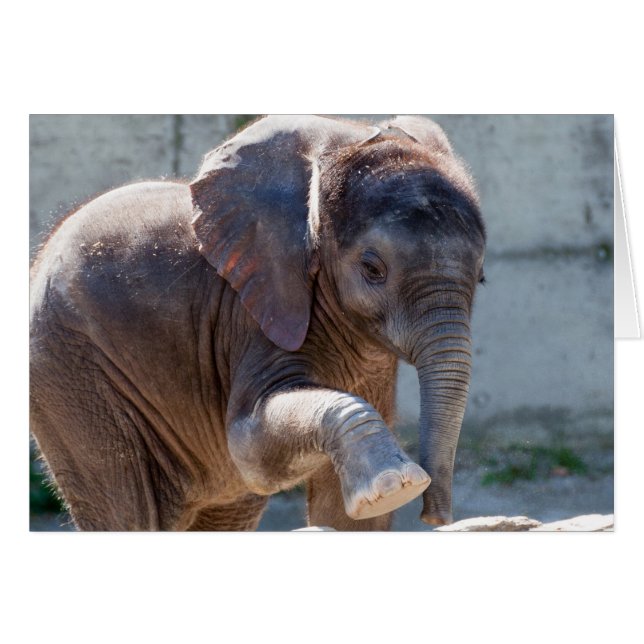Baby Elephant (Vorderseite (Horizontal))