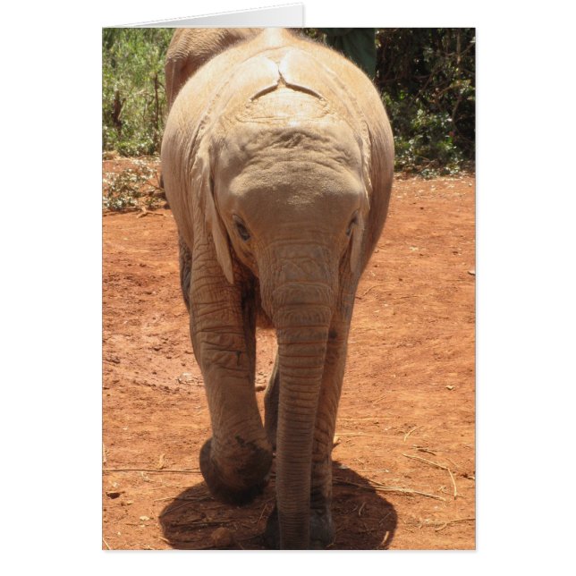 Baby Elephant (Vorne)