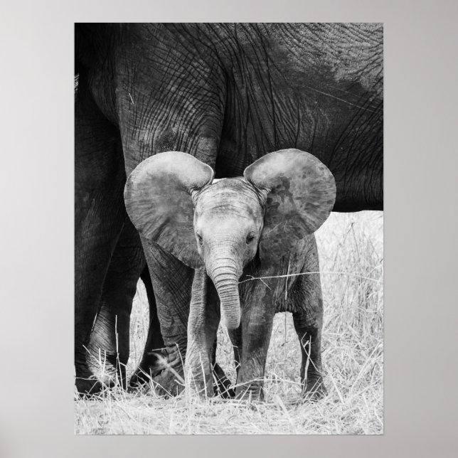 Baby Elephant Black and White Wildlife Poster (Vorne)
