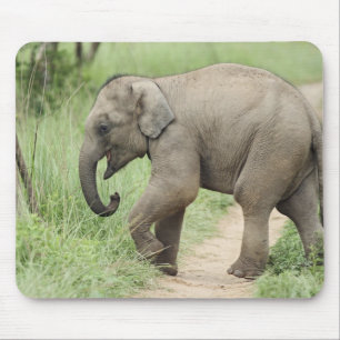 Baby Elephant folgt der Mutter, Corbett Mousepad
