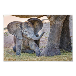 Baby Elephant Fotodruck