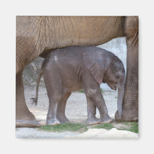 Baby Elephant Magnet