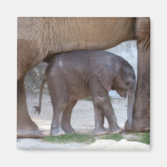 Baby Elephant Magnet (Vorne)