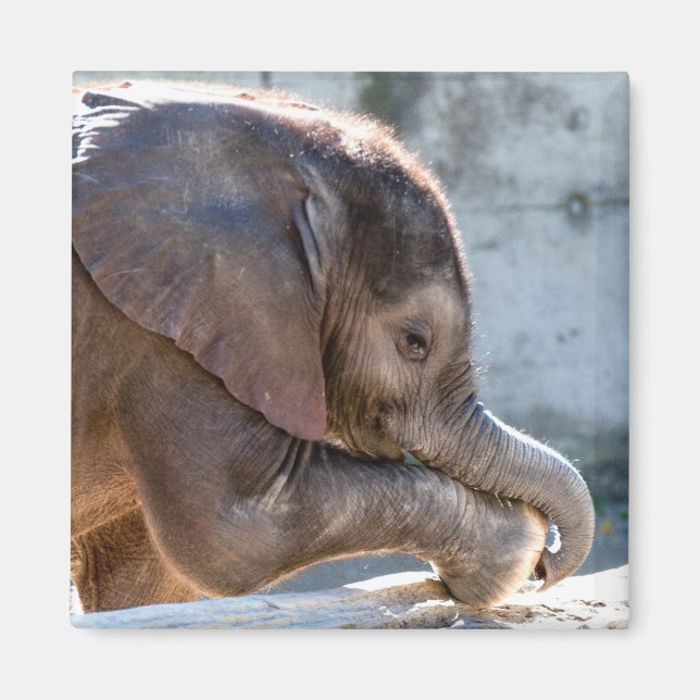 Baby Elephant Magnet (Vorne)