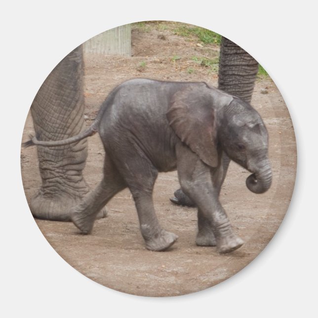Baby Elephant Magnet (Vorne)