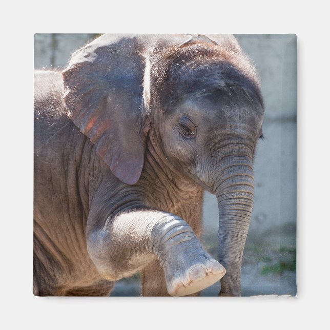Baby Elephant Magnet (Vorne)