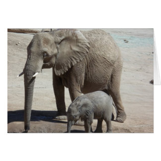 Baby Elephant mit Mommy