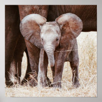 Baby Elephant Niedlicher afrikanischer Elefant mit