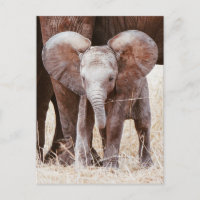 Baby Elephant Niedlicher afrikanischer Elefant mit