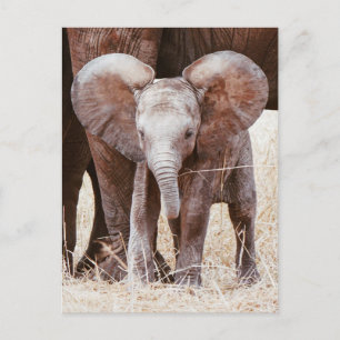 Baby Elephant Niedlicher afrikanischer Elefant mit Postkarte