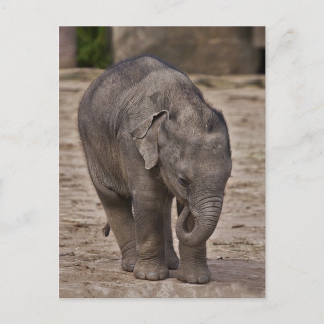 Baby Elephant Postcard Postkarte (Vorderseite)