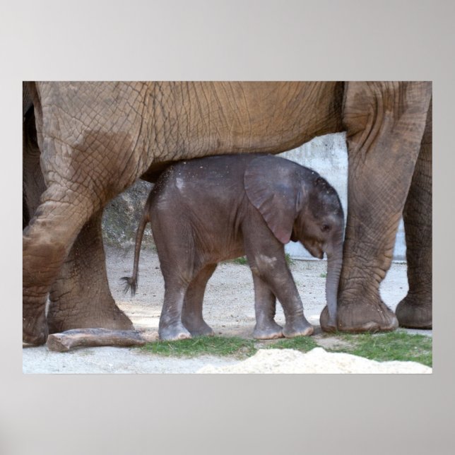Baby Elephant Poster (Vorne)