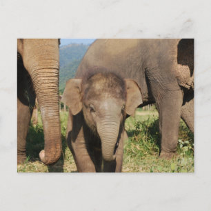 Baby Elephant Postkarte