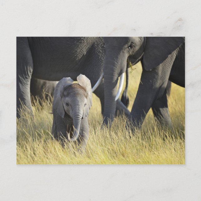 Baby Elephant Postkarte (Vorderseite)