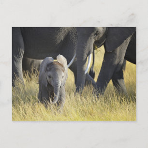 Baby Elephant Postkarte